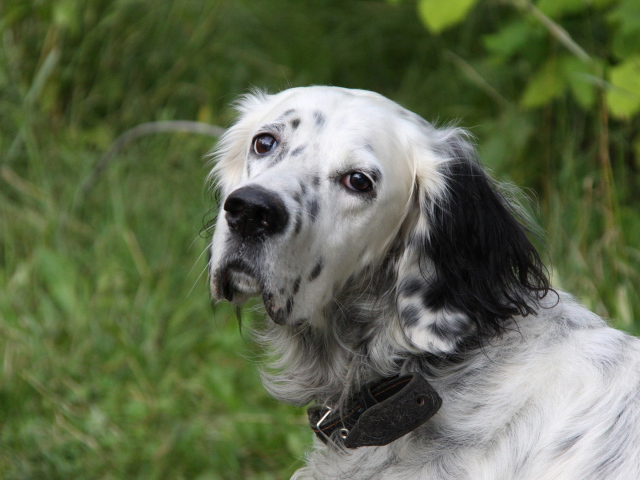 Грустный английский сеттер