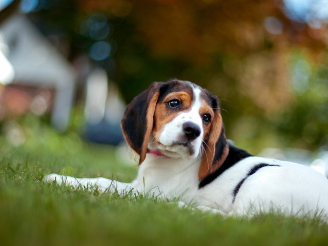 Грустная собака породы бигль лежит на траве