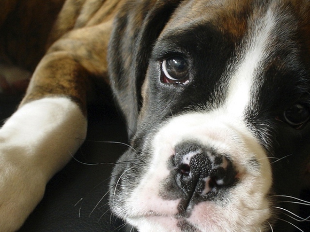 Грустный боксёр крупным планом