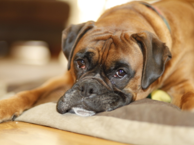 Грустный боксёр лежит на своём месте