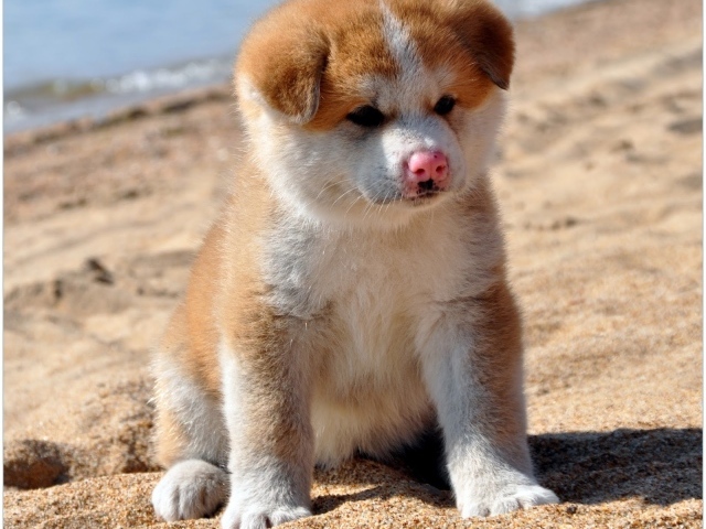 Грустный щенок акита-ину на песке