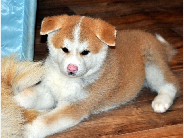 Грустный щенок акита-ину