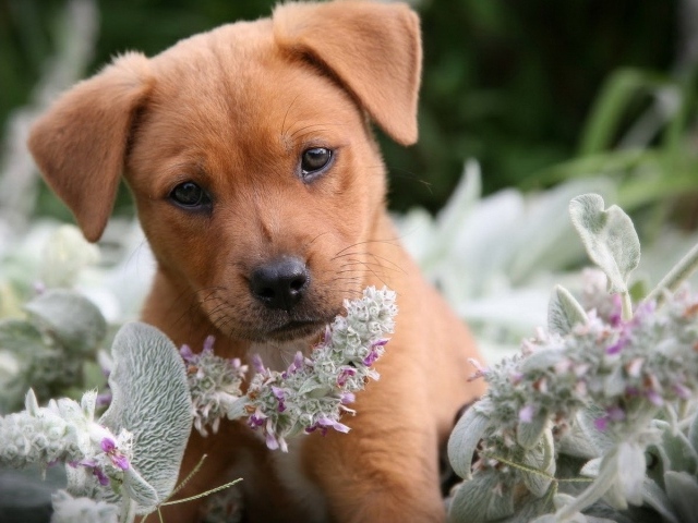 Грустный щенок нюхает цветы