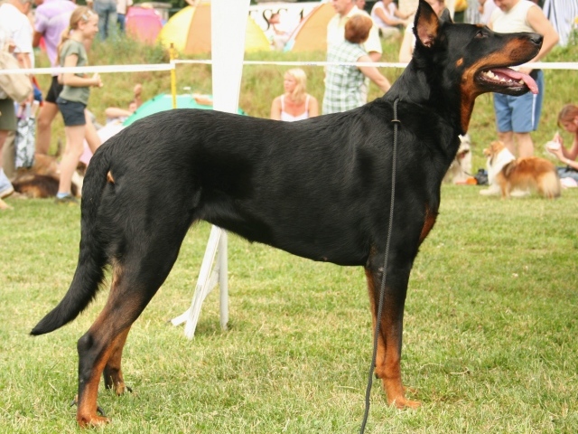 Серьёзный красивый босерон на собачьей выставке