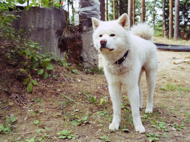 Серьёзная собака акита-ину в лесу