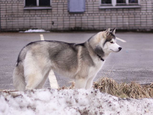 Сибирский хаски в городе