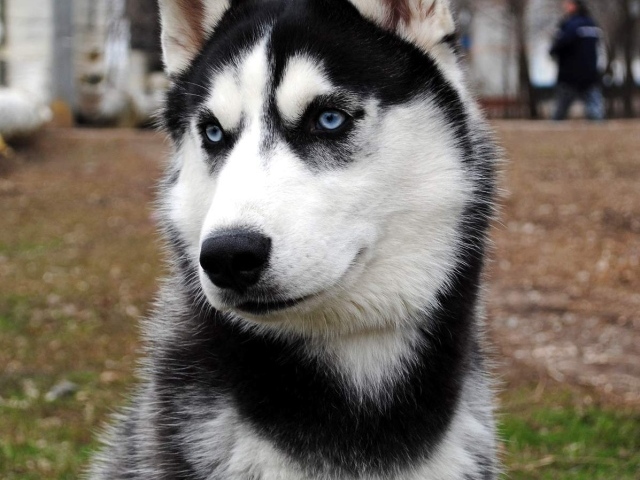 Сибирский хаски во дворе