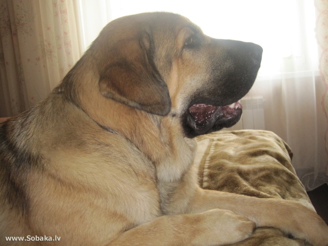 Испанский мастиф на диване