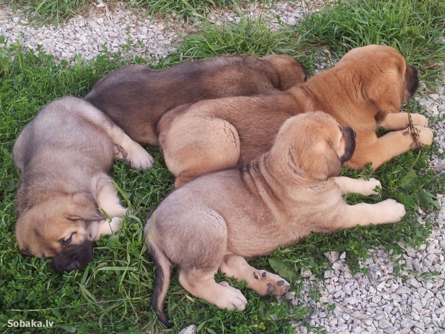 Щенки испанского мастифа на траве