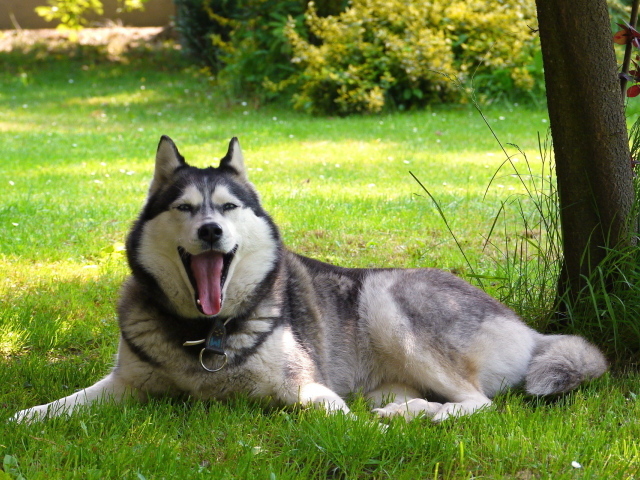 Аляскинский маламут устал