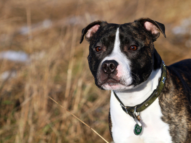 Красивый Стаффордширский бультерьер