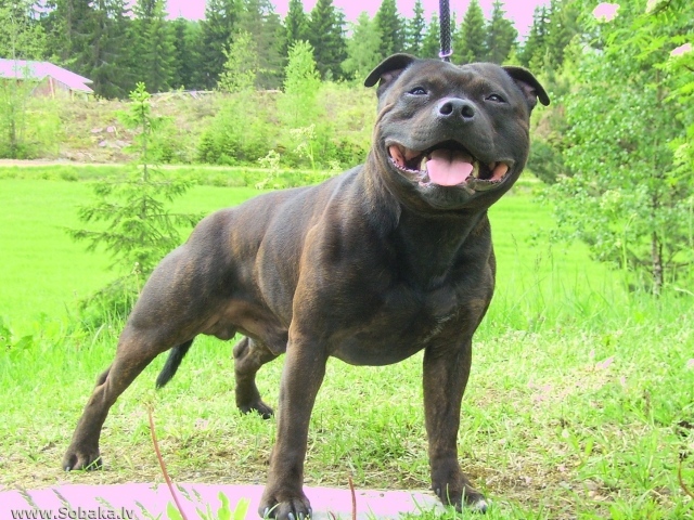 Черный Американский стаффордширский терьер в лесу