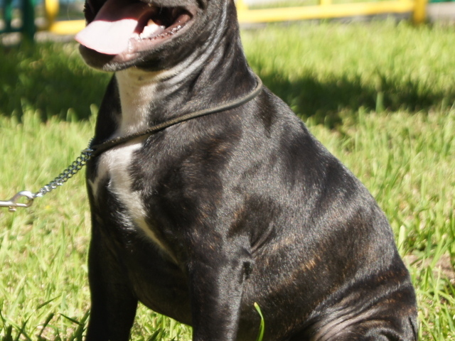 Счастливый Стаффордширский бультерьер