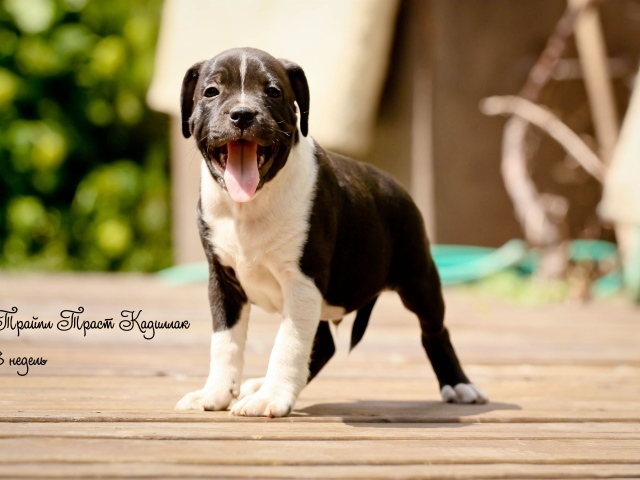 Щенок Стаффордширский бультерьер