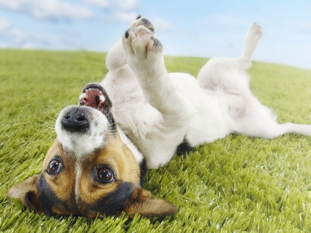 Собака валяется на траве