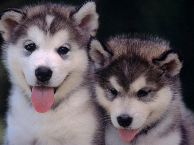 Щенки сибирского хаски