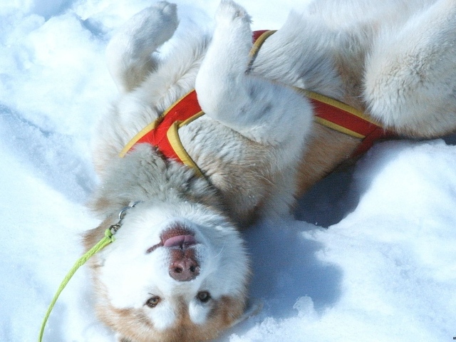 Щенок Сибирский хаски играть в снегу