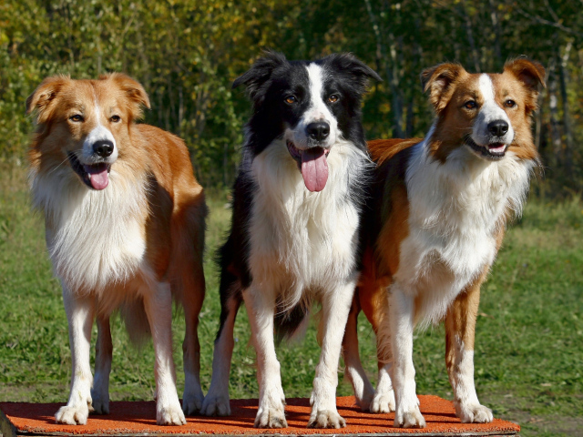 Три собаки бордер-колли