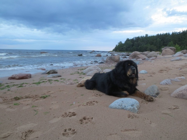 Тибетский мастиф на пляже