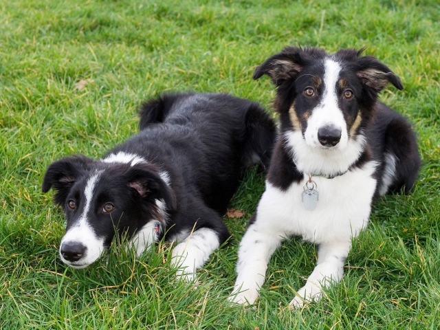 Два щенка бордер-колли лежат на траве