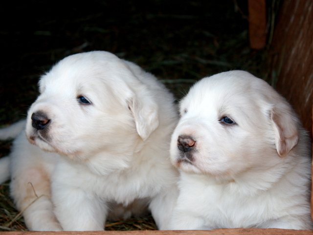 Два щенка большой пиренейской собаки