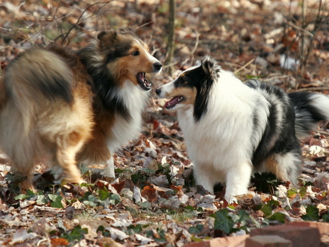 Две собаки породы шелти в лесу