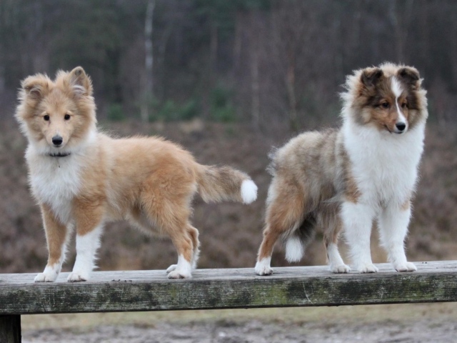 Два щенка породы шелти на деревянной скамейке