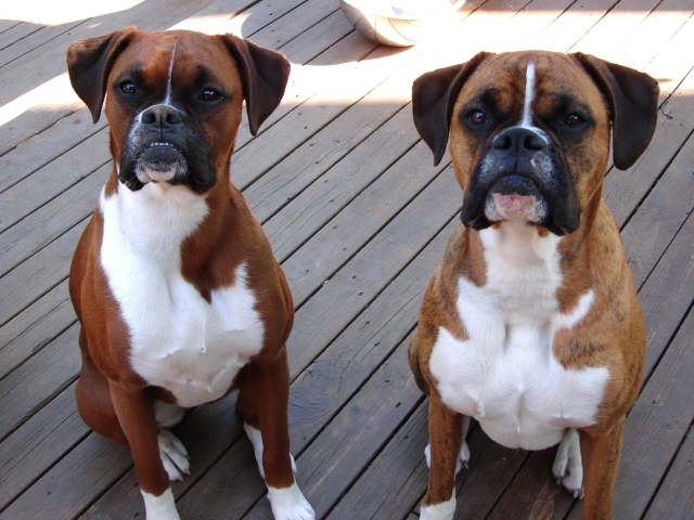 Два боксёра ждут команду