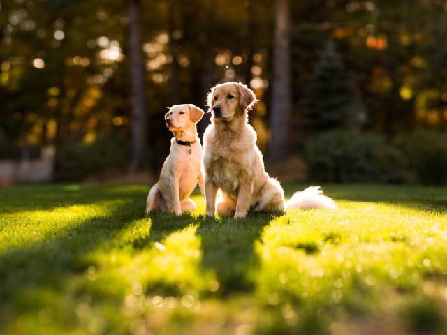 Две собаки сидят на траве