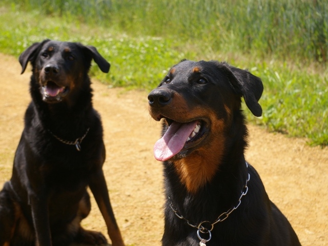 Две собаки породы босерон сидят на дороге
