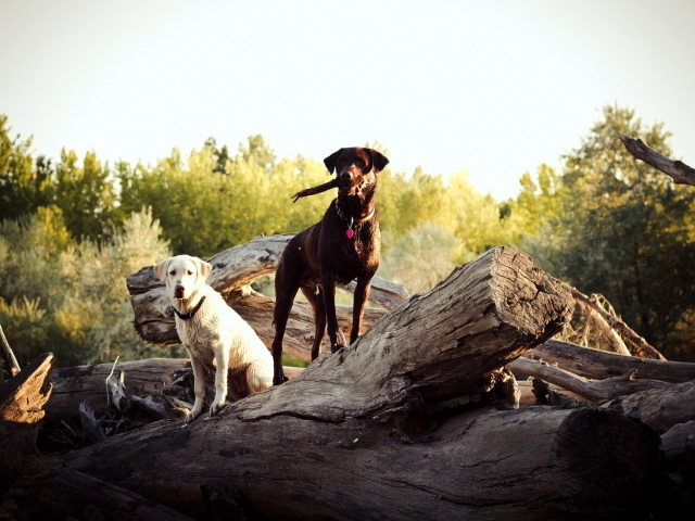 Две собаки на природе