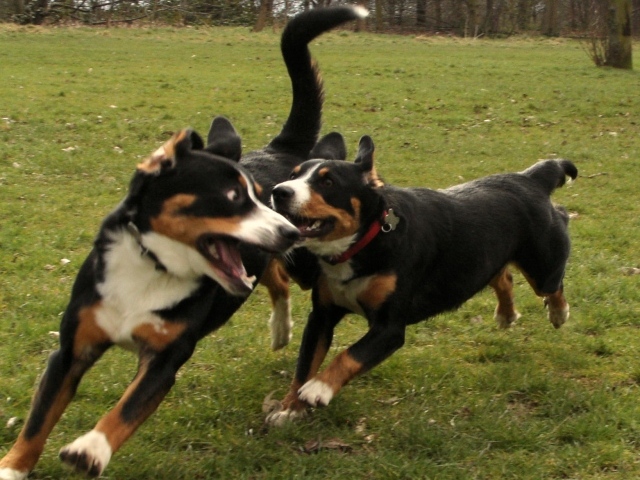 Два щенка большого швейцарского зенненхунда играют