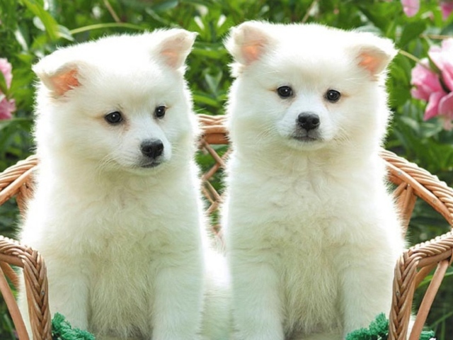 Два белых щенка