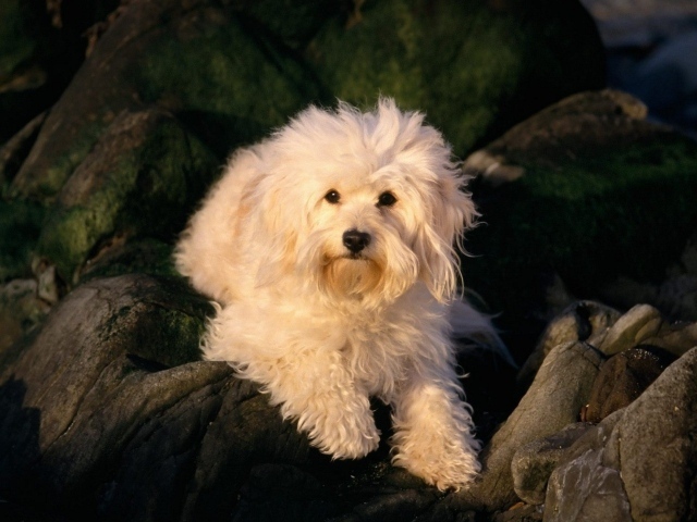 Белая собака лежит на камнях
