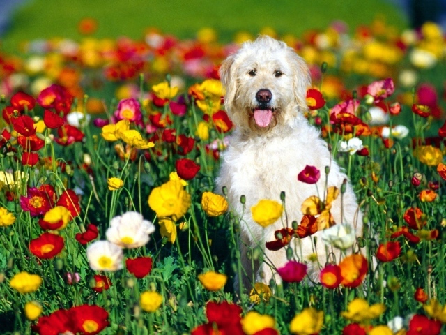 Белая собака сидит на клумбе с цветами