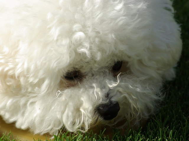 Молодая собака породы бишон-фриз крупным планом