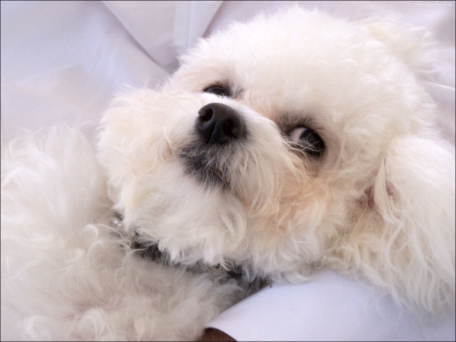Молодая собака породы бишон-фриз отдыхает