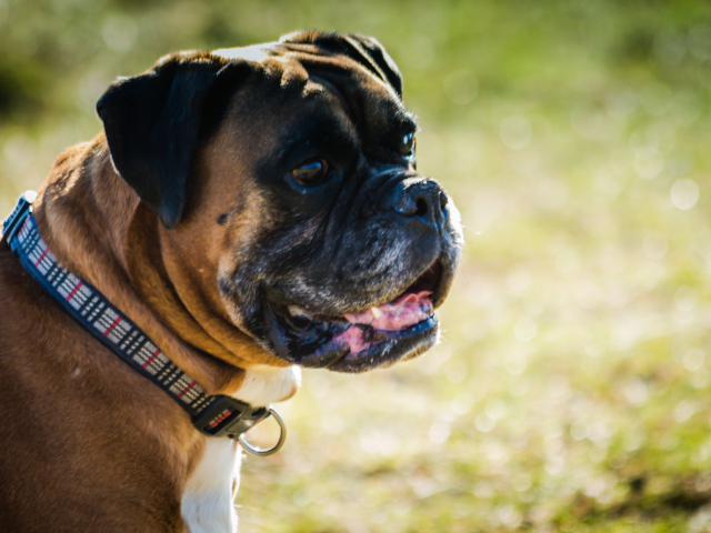 Взрослый боксёр на фоне зелёной травы