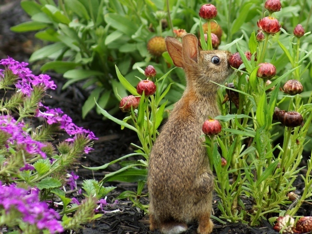 Кролик прячется в цветах