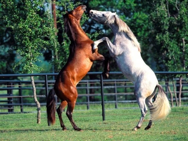 Танцы лошадей