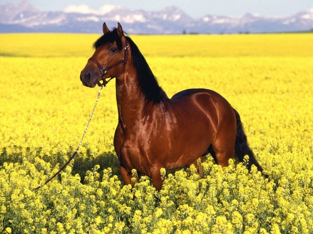 Гнедая лошадь на желтом поле