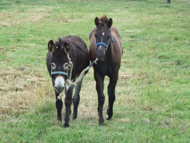 Осел и лошадь