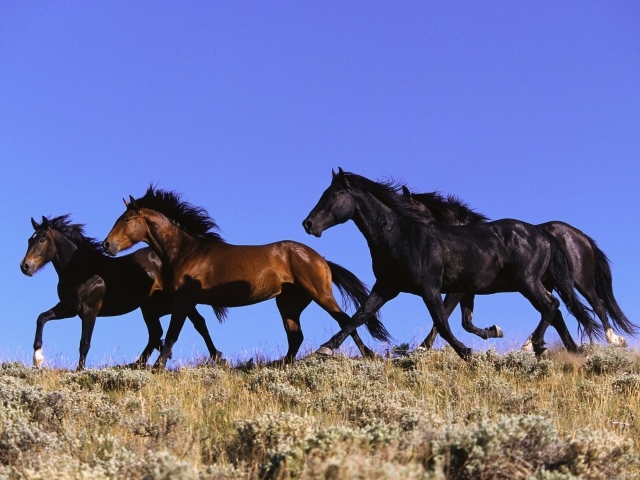 Четыре лошади
