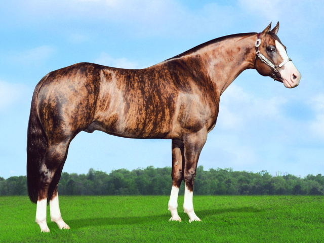 Золотая лошадь