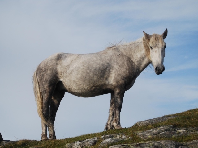 Серая лошадь
