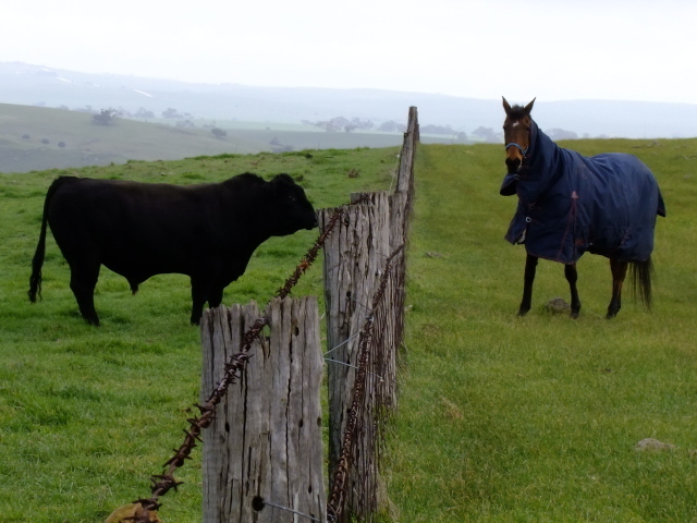 Лошадь и бык