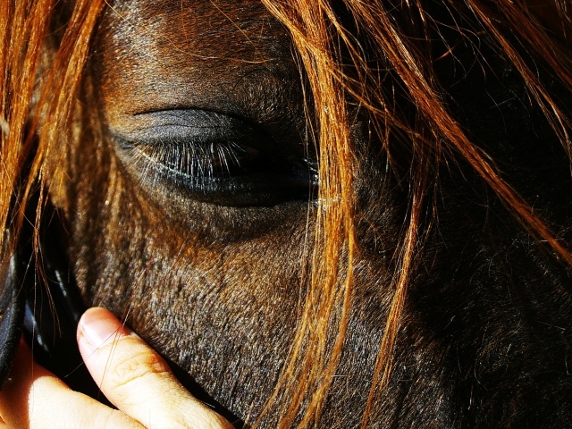 Глаза лошади