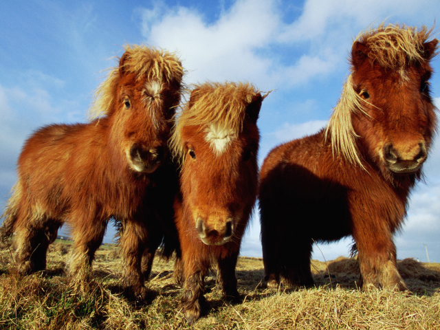 Лошади пони