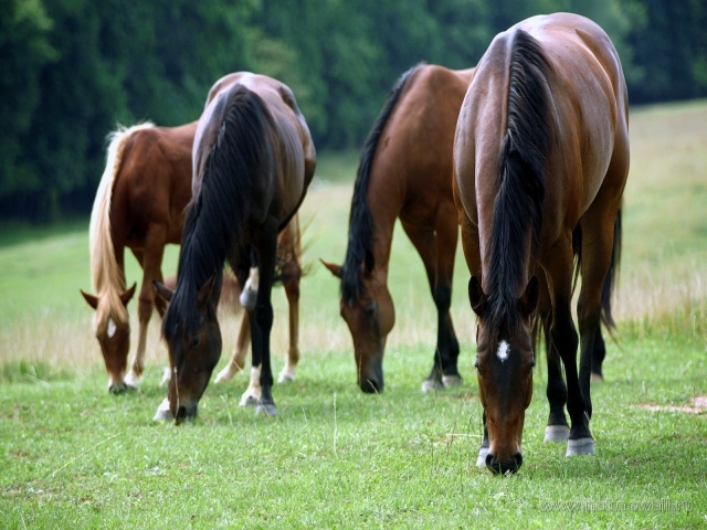 Большие лошади