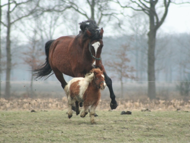 Мини лошади